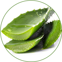 Aloe-vera-1