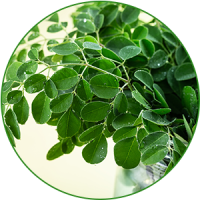 Moringa