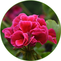 Rose-Geranium